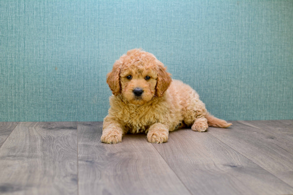 Happy Mini Goldendoodle Baby