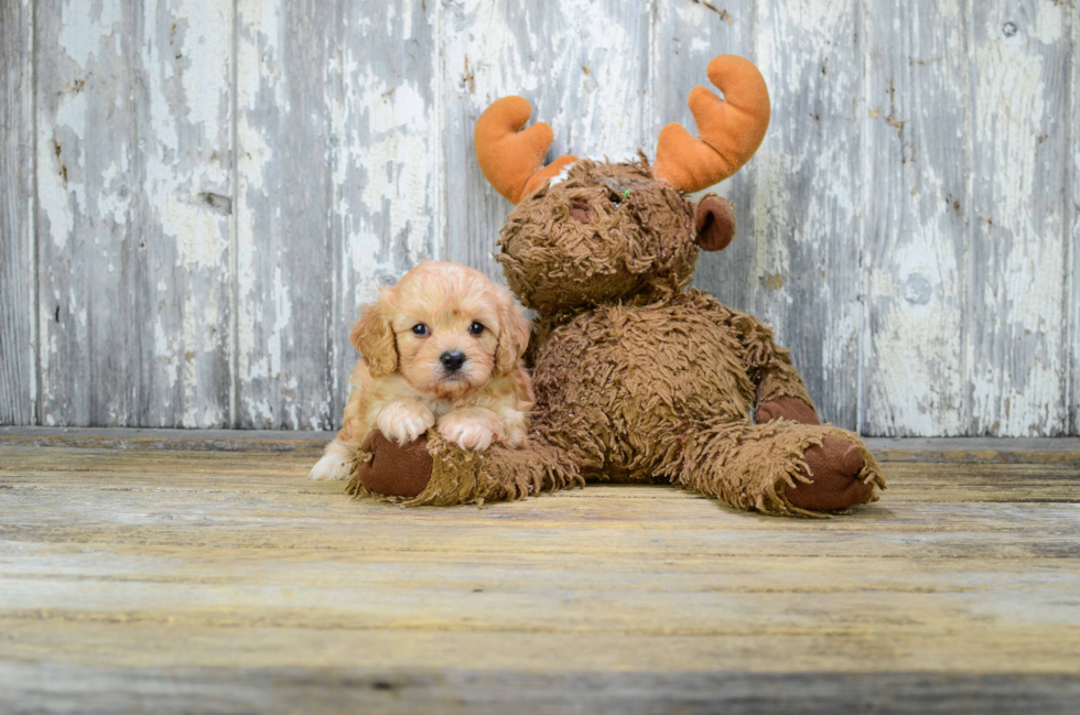 Small Cavapoo Baby