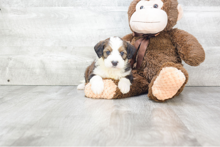 Best Mini Bernedoodle Baby