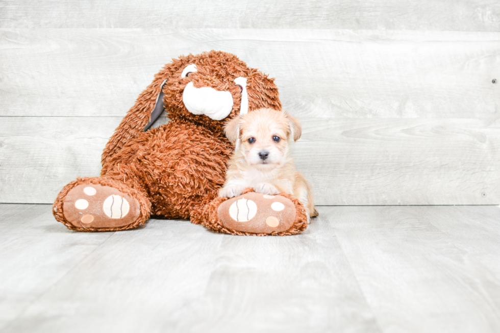 Hypoallergenic Yorkie Designer Puppy