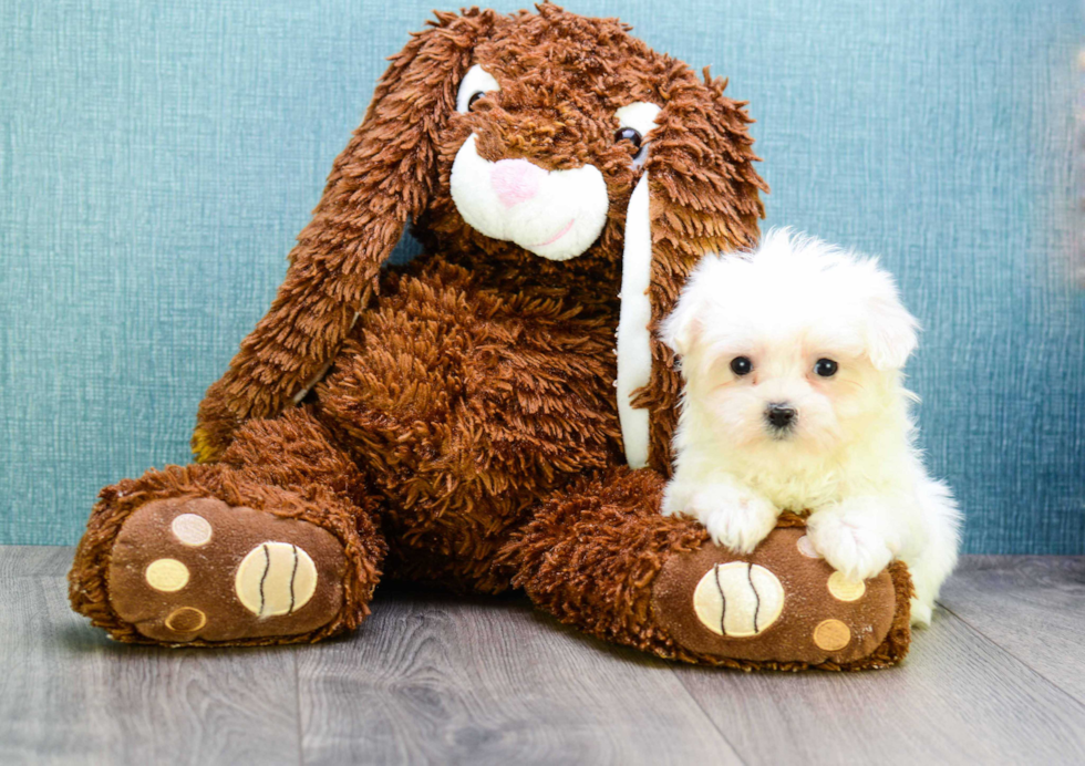 Funny Maltese Baby