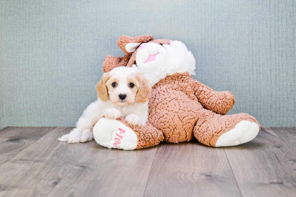 Happy Cavachon Baby