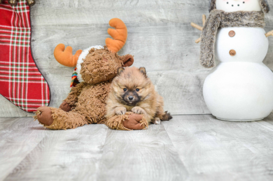 Pomeranian Pup Being Cute