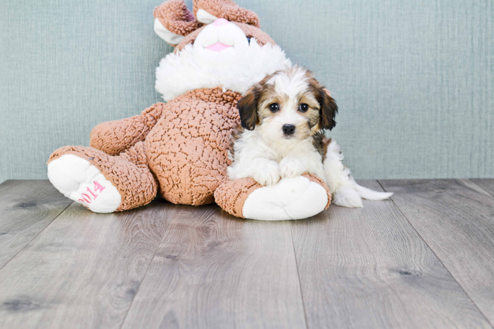 Best Cavachon Baby