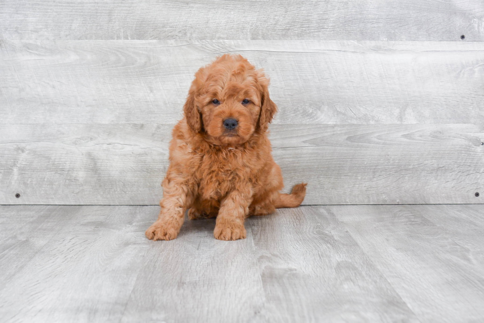 Best Mini Goldendoodle Baby