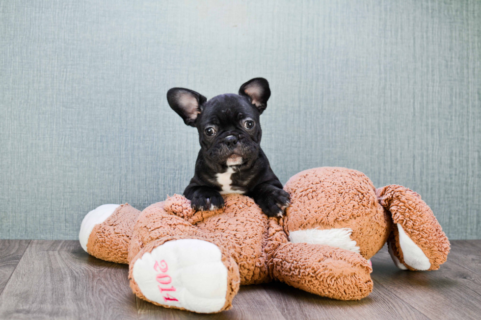 Cute Frenchie Purebred Puppy