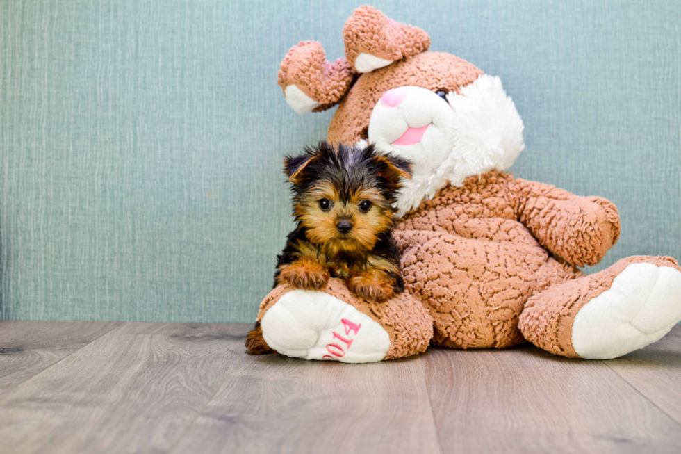 Meet Beckham - our Yorkshire Terrier Puppy Photo 