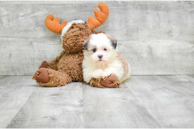 Funny Teddy Bear Designer Pup