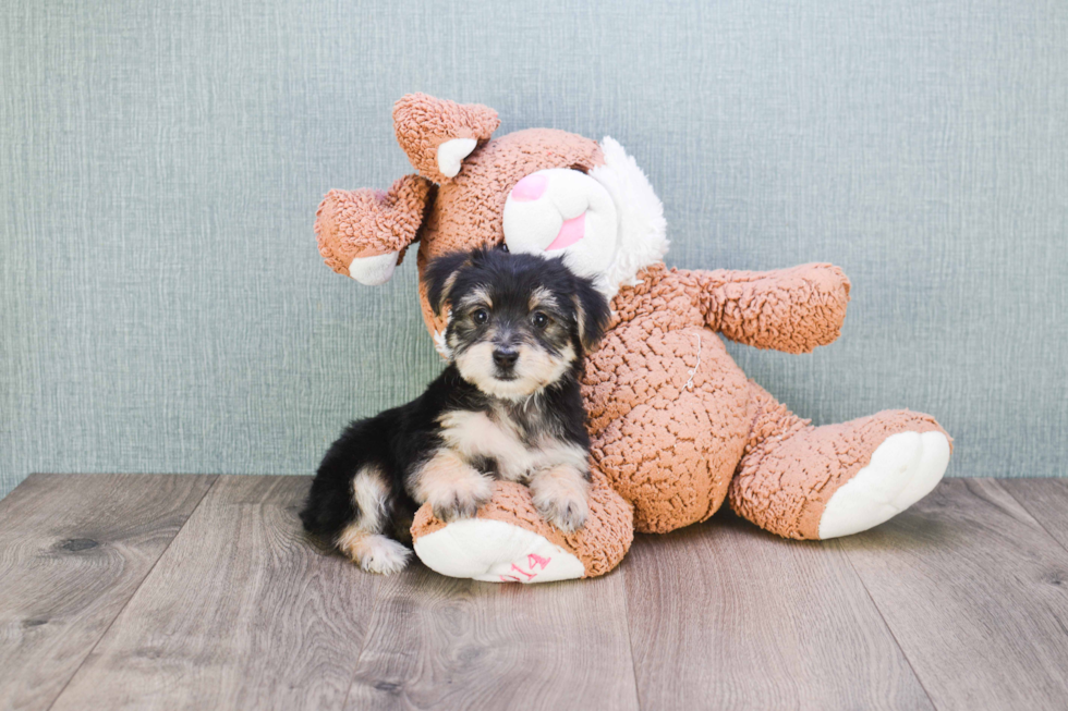 Little Yorkie Designer Puppy