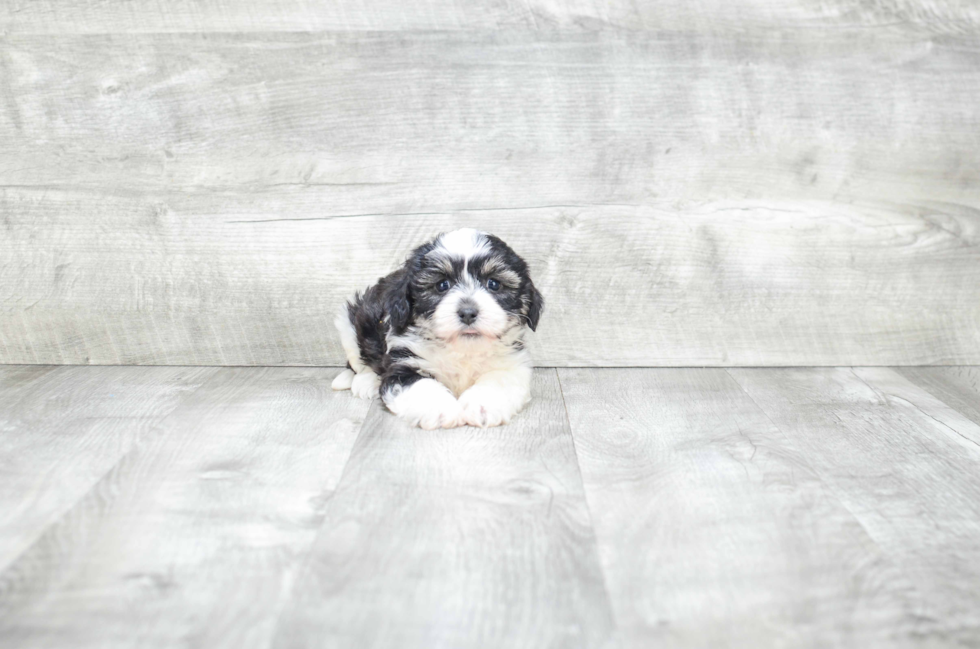 Best Havanese Baby