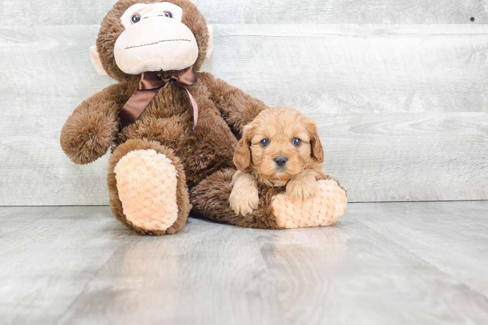 Cavapoo Puppy for Adoption