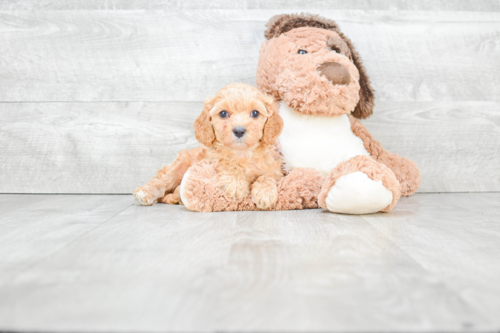 Adorable Cavoodle Poodle Mix Puppy