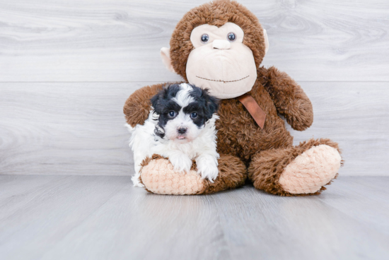 Small Maltipoo Baby