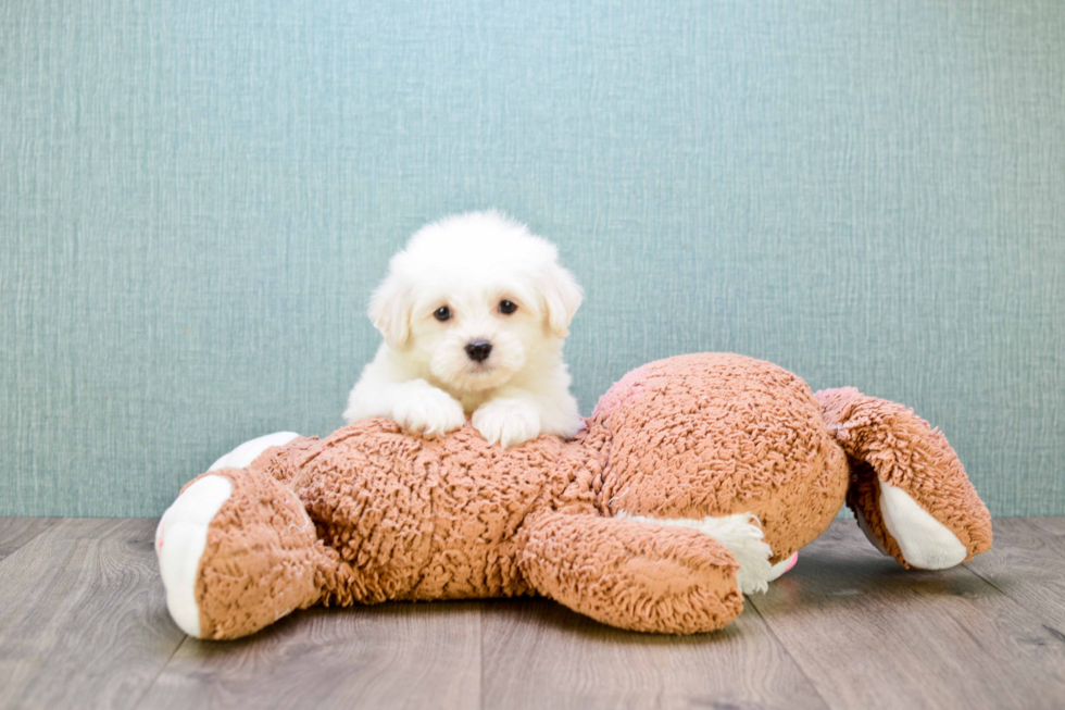 Fluffy Maltipoo Poodle Mix Pup