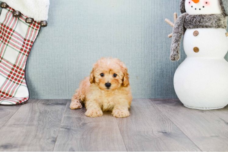 Best Maltipoo Baby