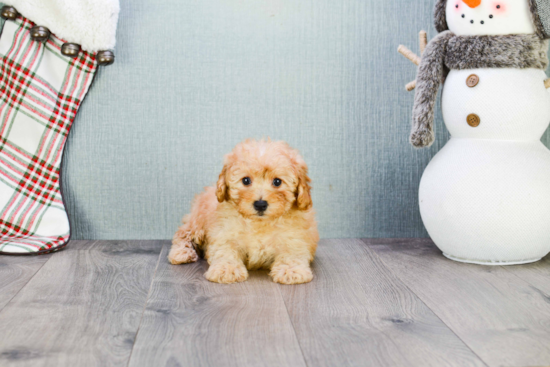 Best Maltipoo Baby