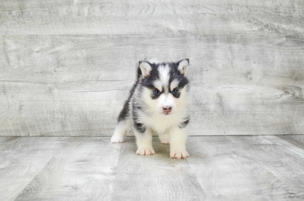 Best Pomsky Baby