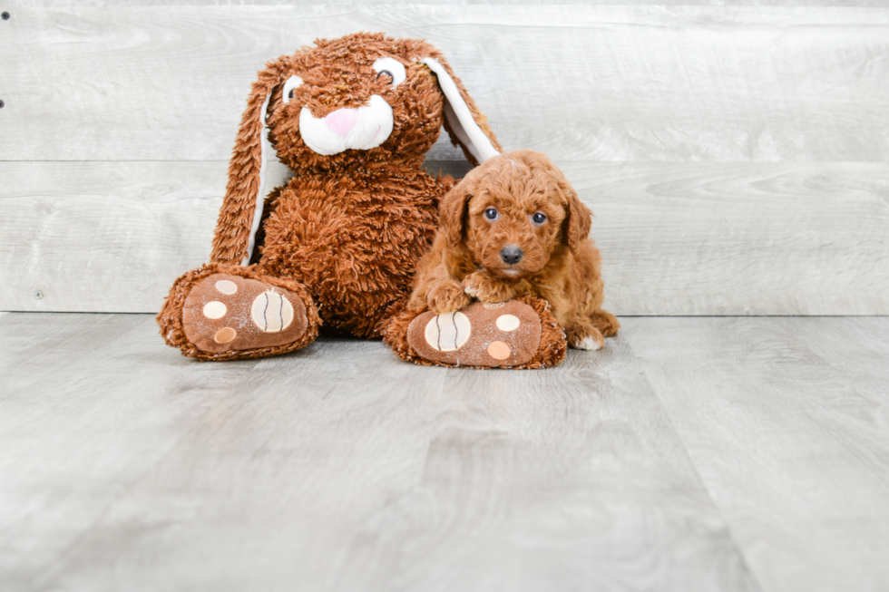 Fluffy Mini Goldendoodle Poodle Mix Pup