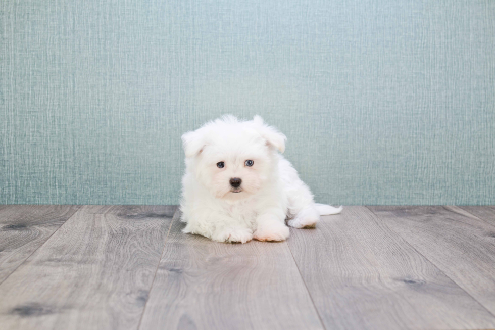 Maltese Puppy for Adoption