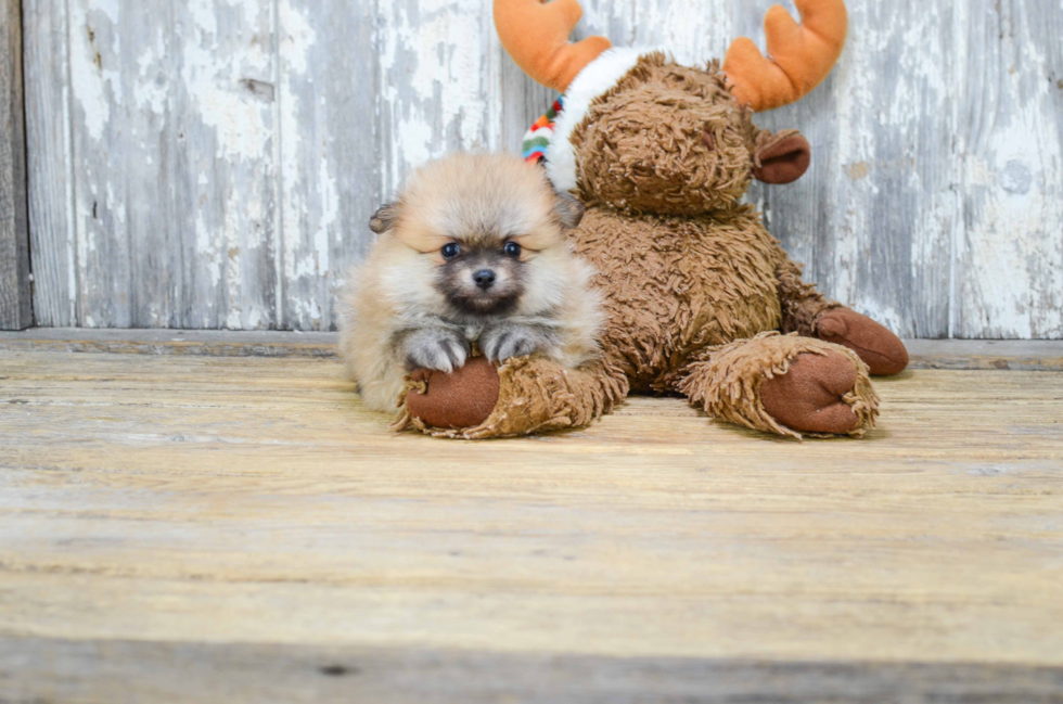 Pomeranian Puppy for Adoption