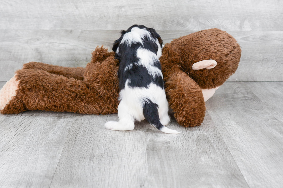 Cavalier King Charles Spaniel Puppy for Adoption