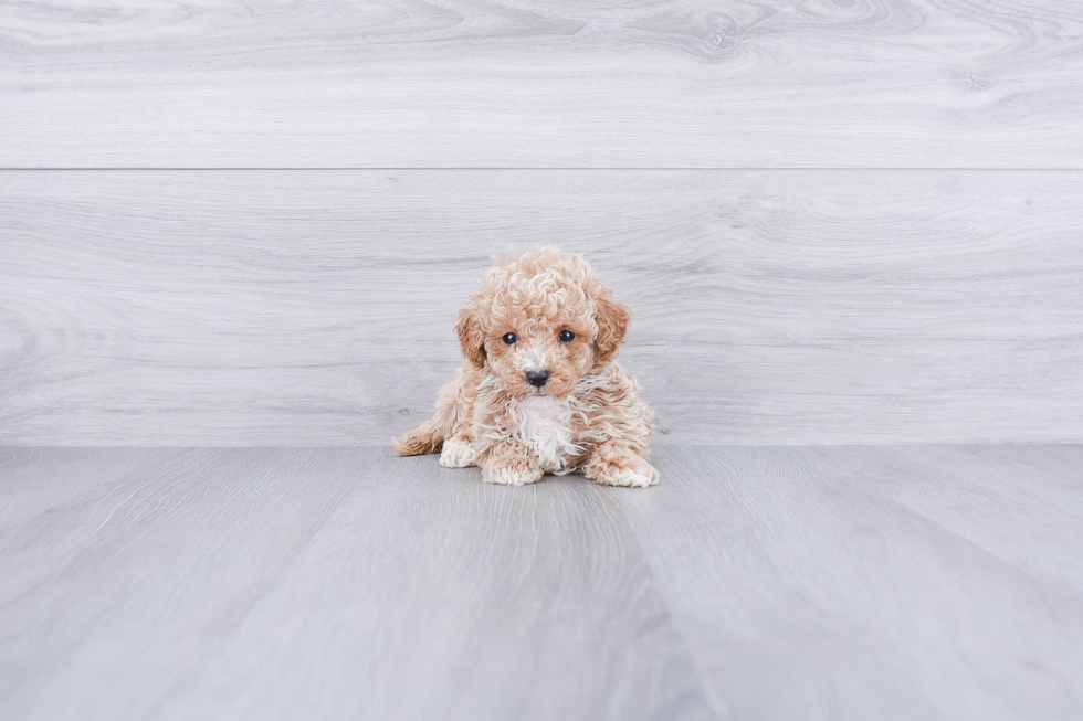 Maltipoo Pup Being Cute