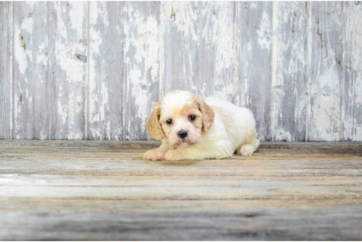 Best Cavachon Baby