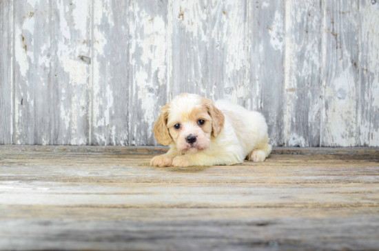 Best Cavachon Baby