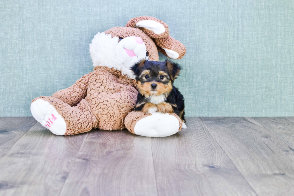 Meet Beyonce - our Yorkshire Terrier Puppy Photo 