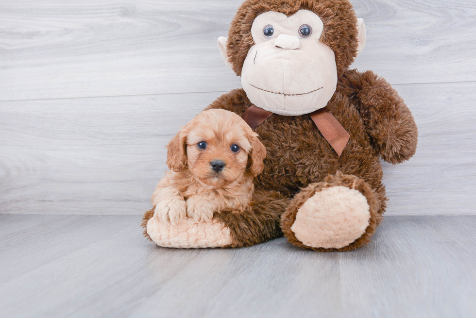 Cavapoo Puppy for Adoption