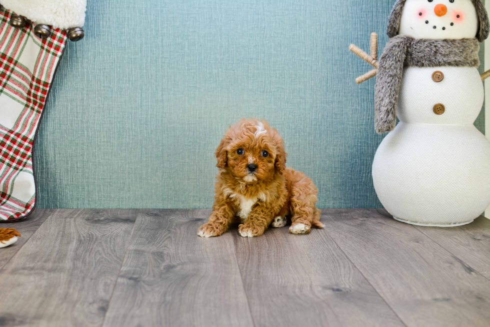 Friendly Cavapoo Baby