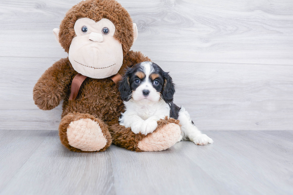 Popular Cavalier King Charles Spaniel Baby