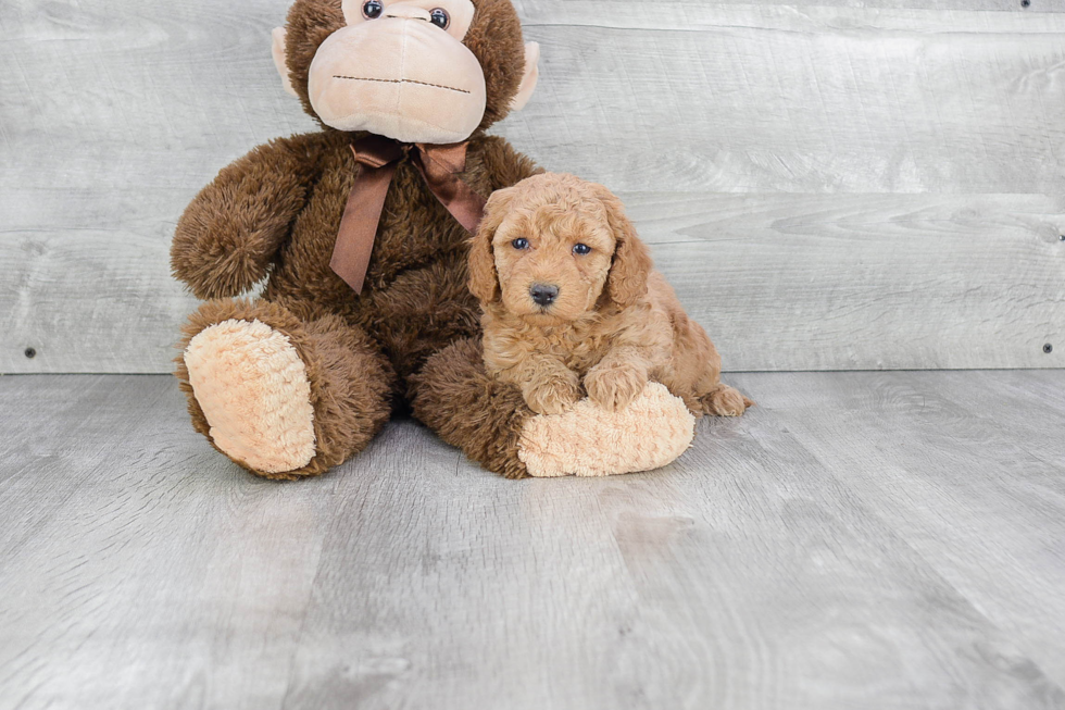 Happy Mini Goldendoodle Baby