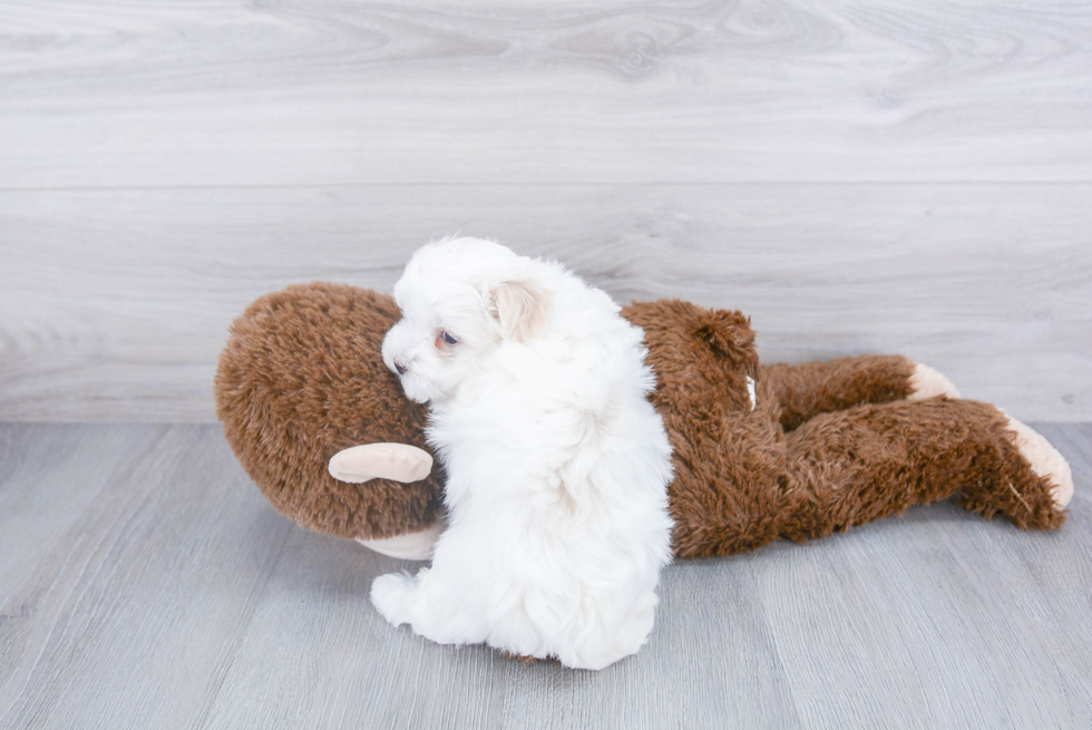 Maltipoo Pup Being Cute