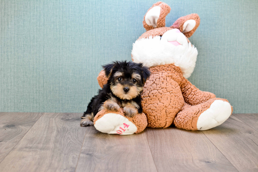 Cute Morkie Baby