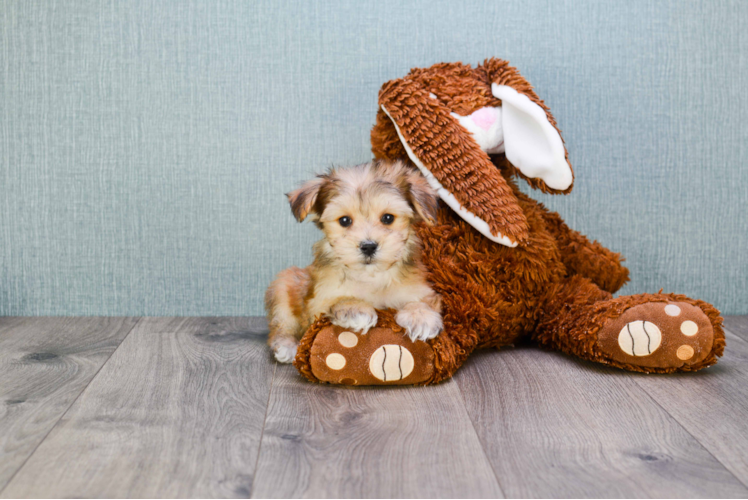 Morkie Pup Being Cute