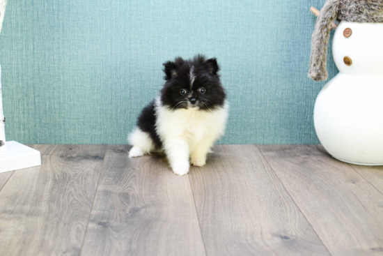 Hypoallergenic Pomeranian Purebred Pup