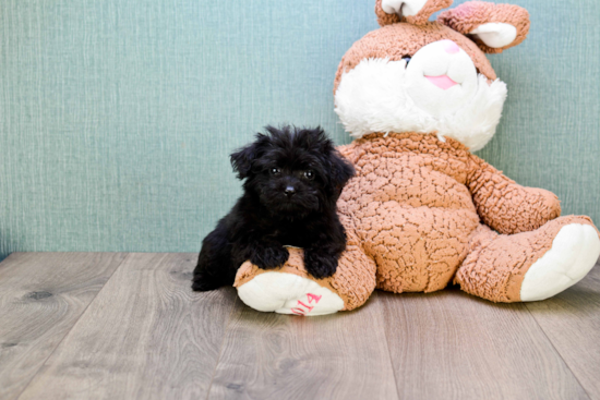 Friendly Yorkie Poo Baby