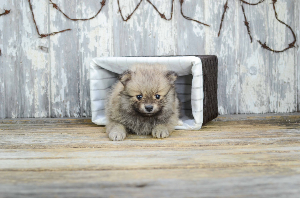 Little Pomeranian Baby