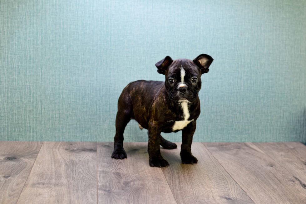 Best French Bulldog Baby