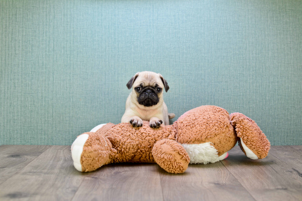 Friendly Pug Baby