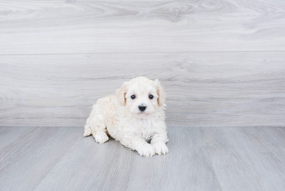 Playful Maltese Poodle Poodle Mix Puppy