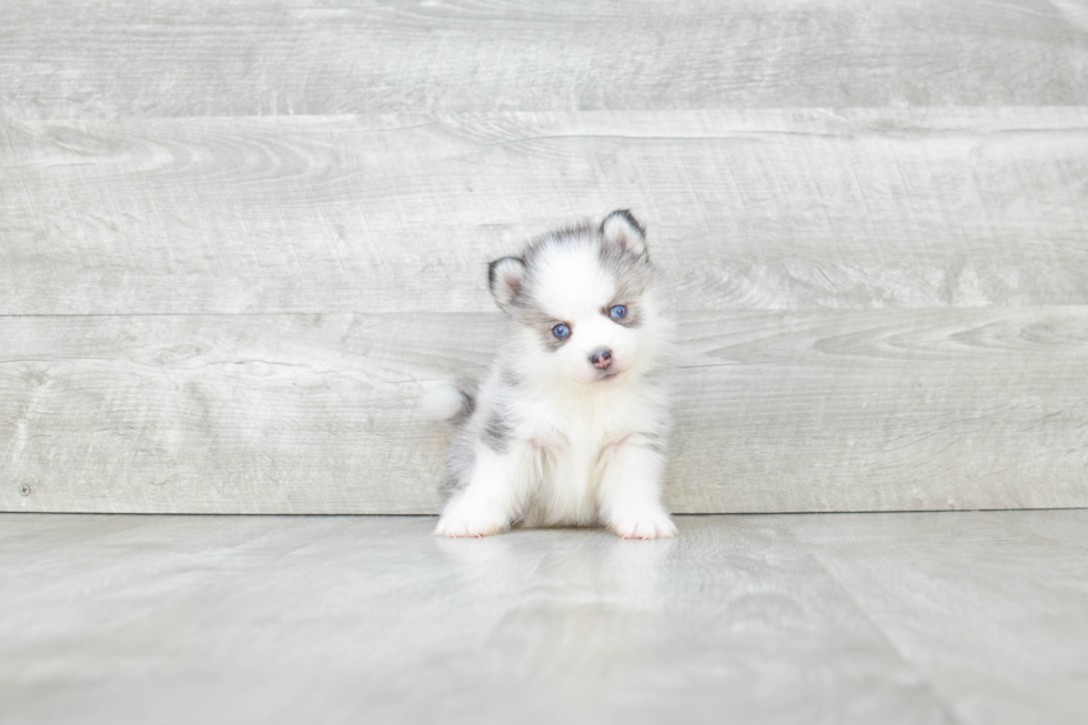 Pomsky Pup Being Cute