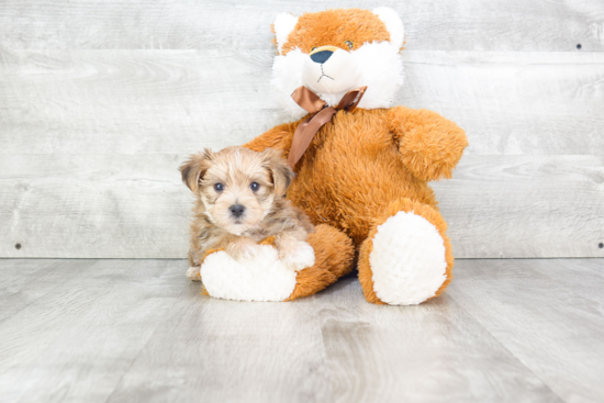 Morkie Puppy for Adoption