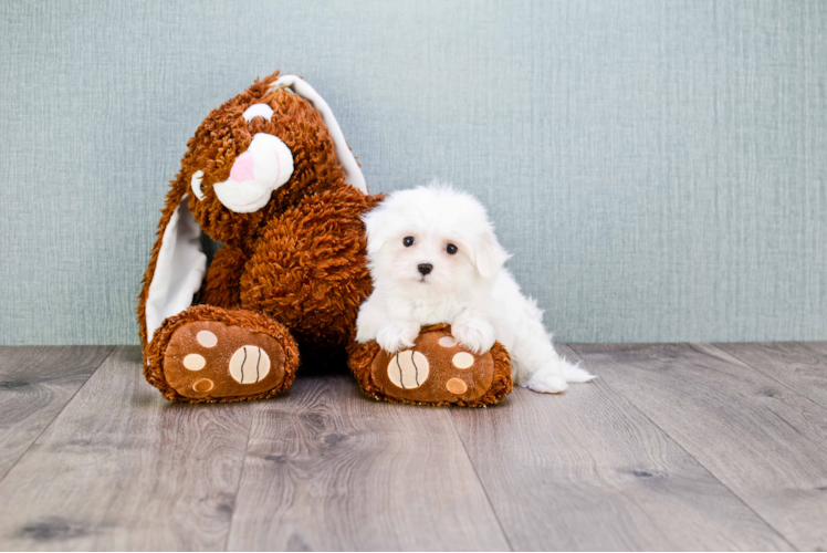 Maltese Puppy for Adoption