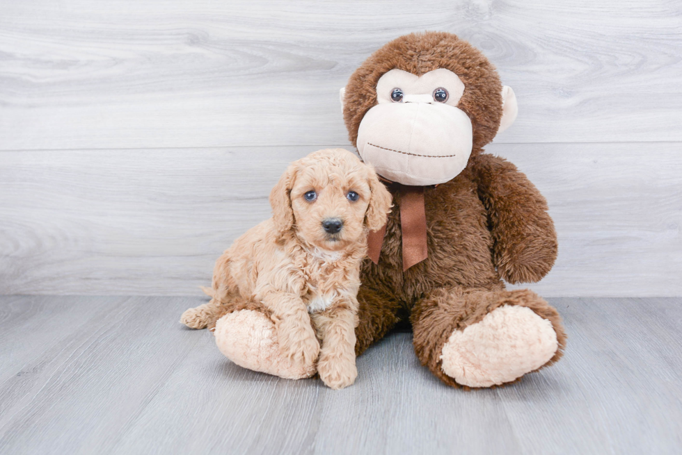 Sweet Mini Goldendoodle Baby