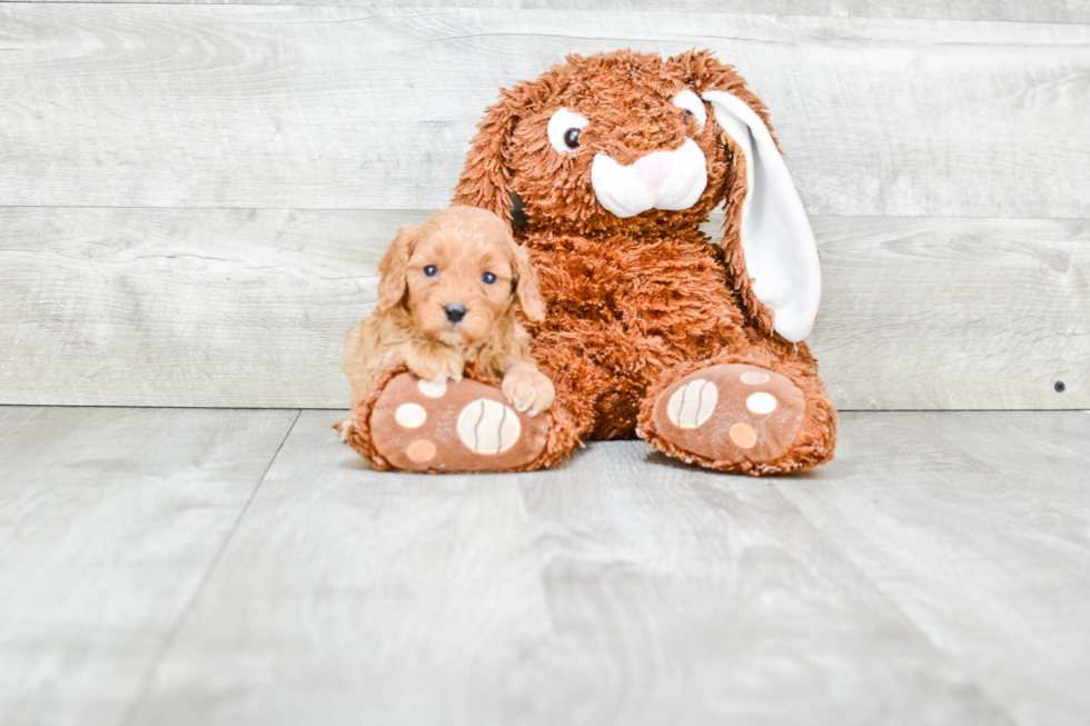 Cavapoo Pup Being Cute