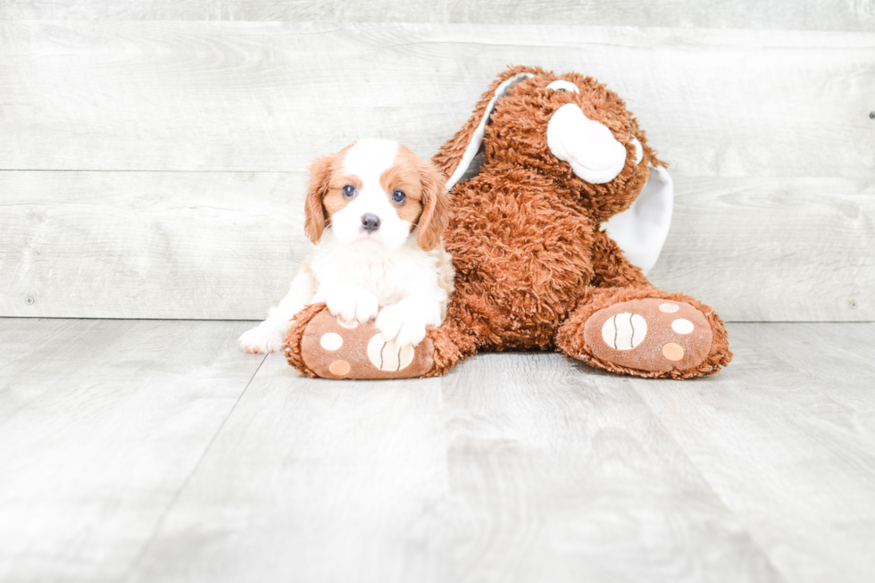 Best Cavalier King Charles Spaniel Baby