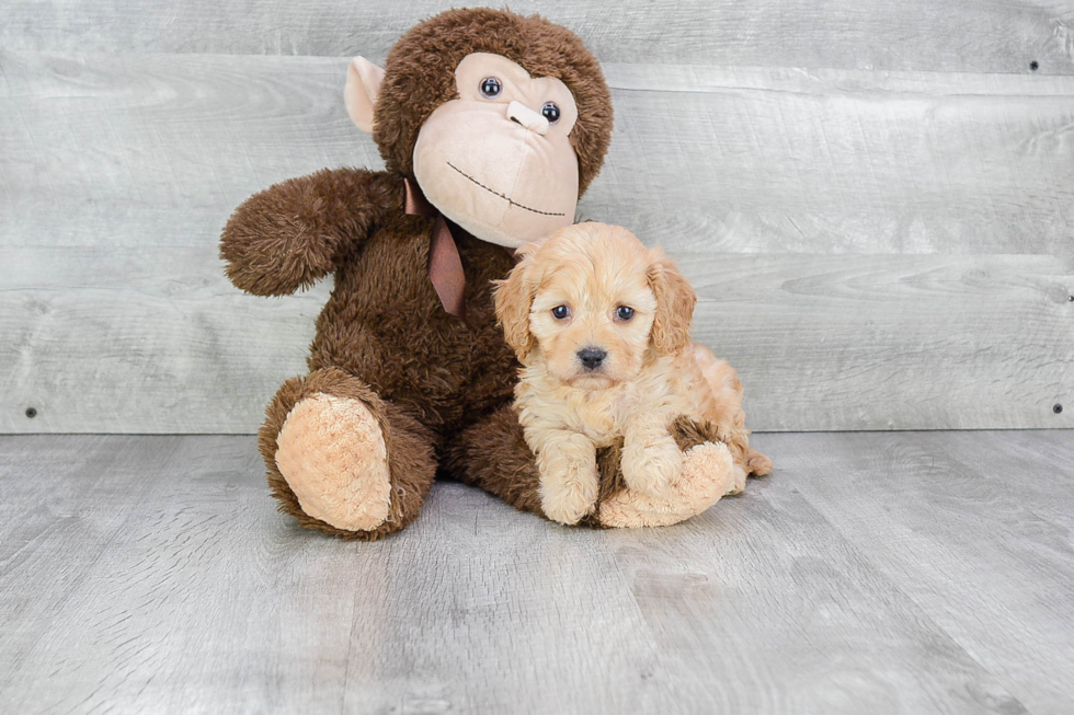 Cavachon Puppy for Adoption