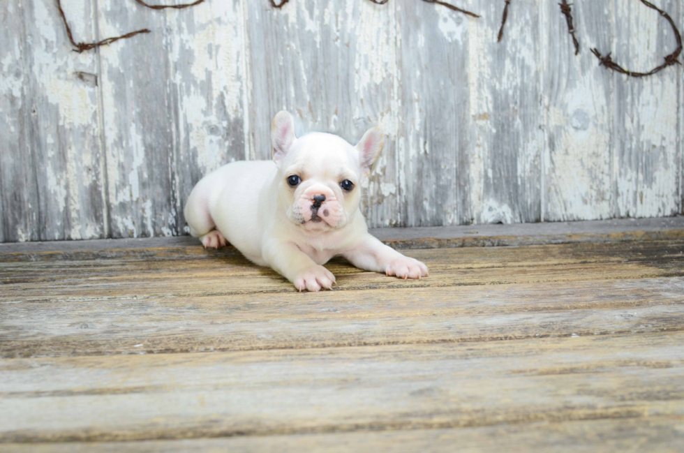 Petite Frenchie Purebred Puppy